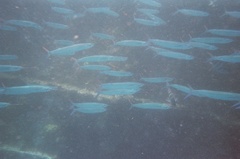 Hemiramphus brasiliensis