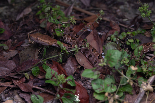 Brown spotted pitviper