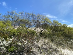 Amelanchier canadensis