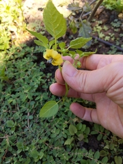 Physalis philadelphica