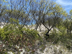 Amelanchier canadensis