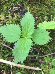 Urtica dioica