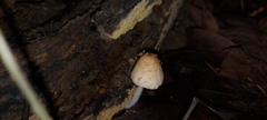 Coprinellus radians