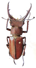 Lucanus luci