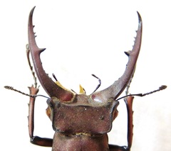 Lucanus luci