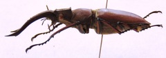 Lucanus luci