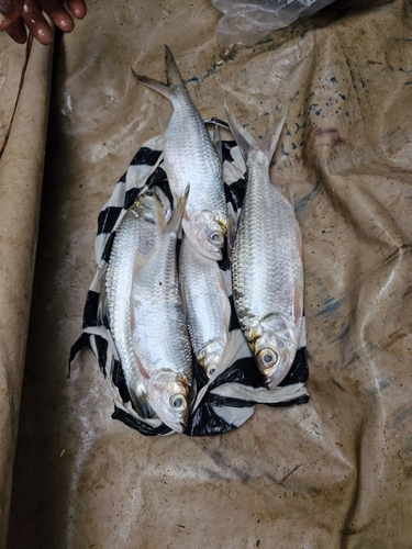 Megalops cyprinoides observed 2026-10-11