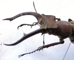 Lucanus luci