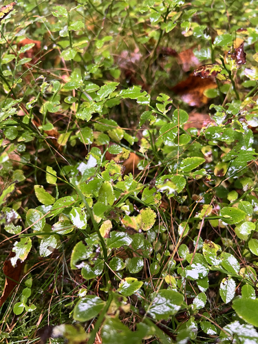 common bilberry