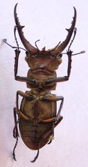 Lucanus luci
