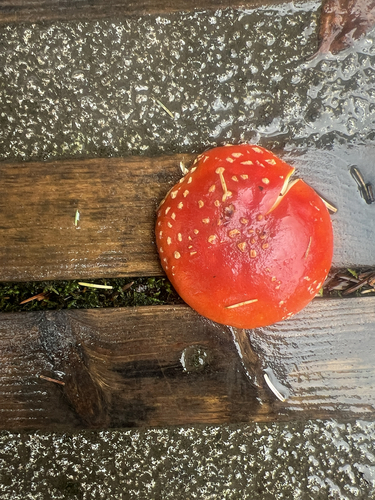 Fly Agaric