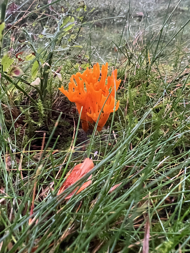 Jelly-antler