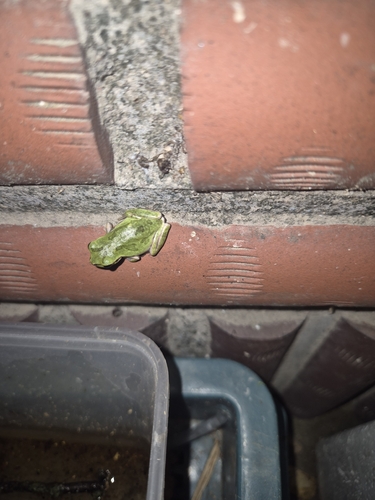 Japanese Tree Frog