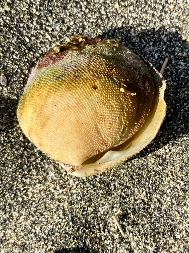 Scutarcopagia scobinata observed 2026-10-12