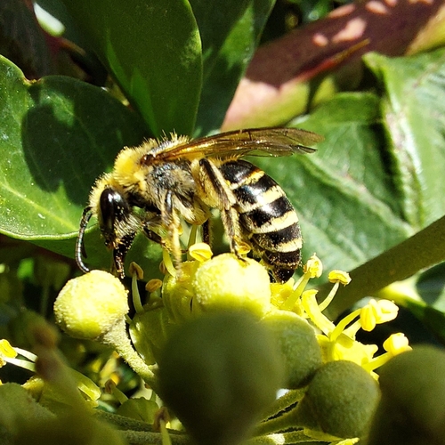 Ivy Cellophane Bee