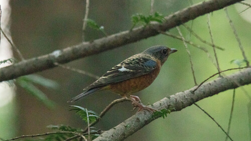 White-throated Rock-Thrush