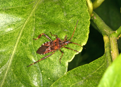 Leptoglossus occidentalis