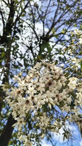 Cordia trichotoma, 2026-10-12