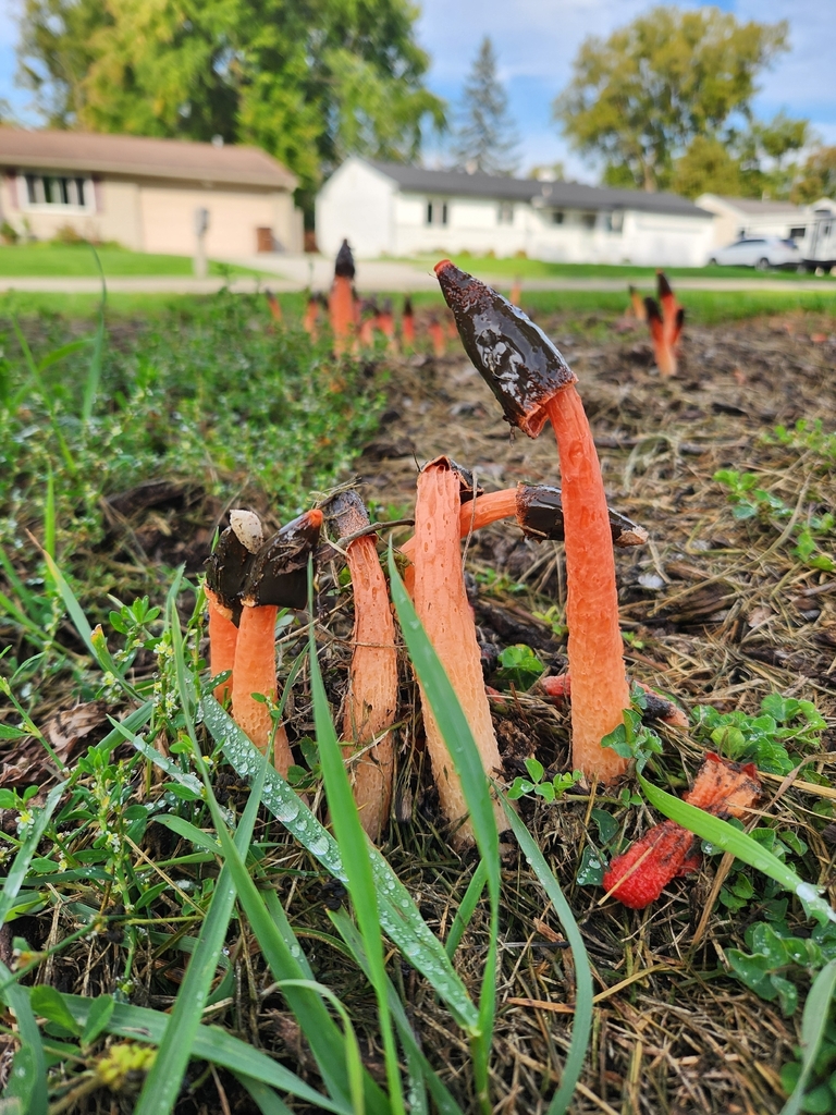 Wrinkly Stinkhorn
