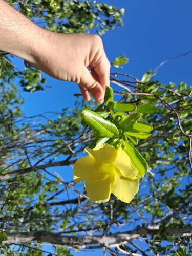 Pentalinon luteum observed 2026-10-12