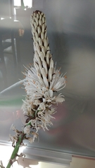 Asphodelus macrocarpus