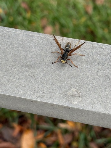 Northern Paper Wasp