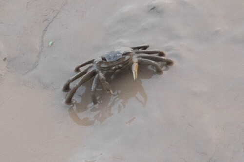 Metaplax longipes