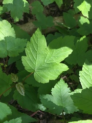 Acer pseudoplatanus