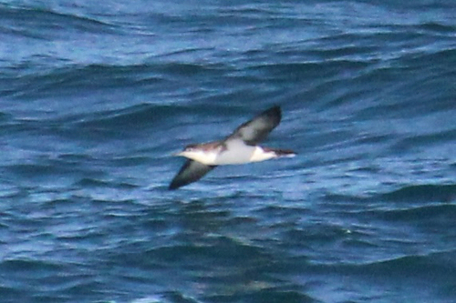 Puffinus lherminieri observed 2026-10-13