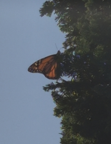 Monarch