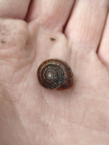 Large Leaf Snail