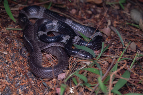 Indochinese Banded Wolf Snake