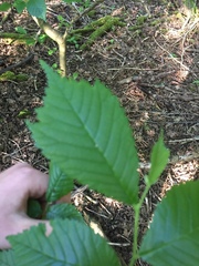 Ulmus