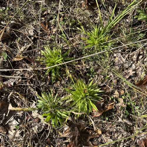 Dichanthelium laxiflorum, 2026-10-12