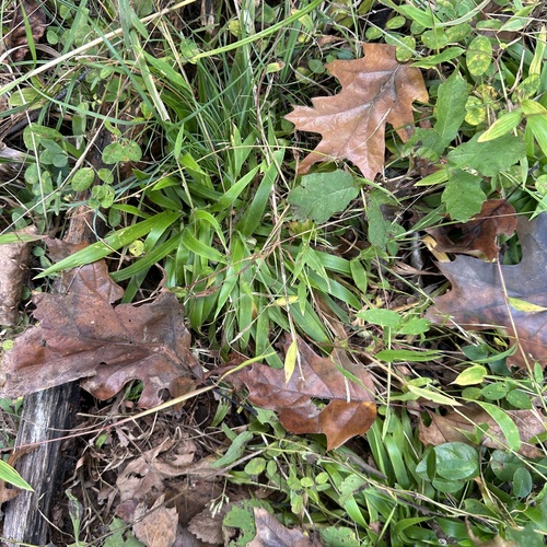 Dichanthelium laxiflorum, 2026-10-12