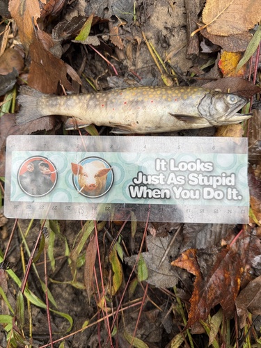 Brook Trout