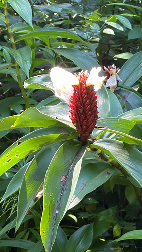 Costus observed 2026-09-28