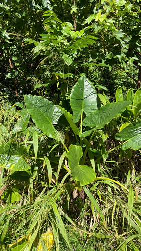 Alocasia macrorrhizos observed 2026-09-28