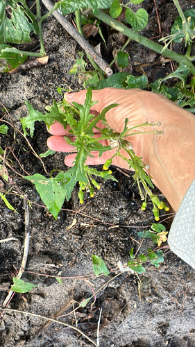 common groundsel