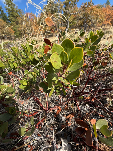 Arctostaphylos nevadensis, 2026-10-10