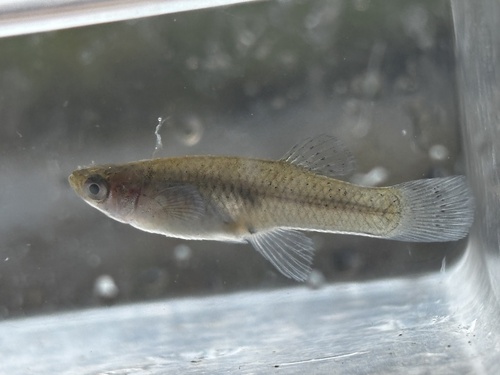 Western Mosquitofish