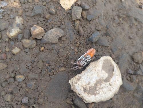 Ring-legged Fiddler Crab