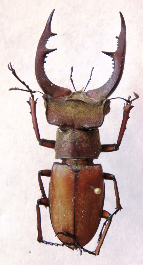Lucanus formosus