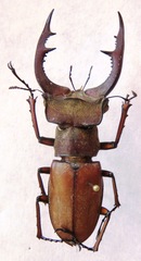Lucanus formosus