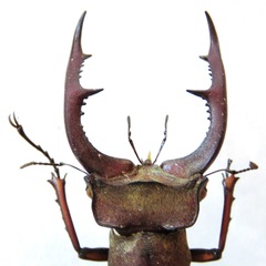 Lucanus formosus