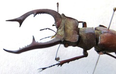 Lucanus formosus