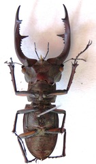 Lucanus formosus