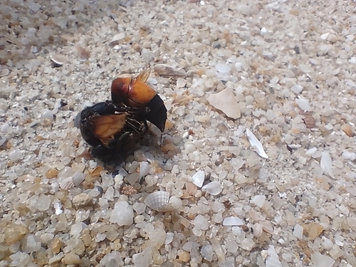 Lesser Banded Hornet