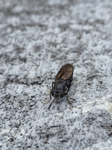 Black Soldier Fly
