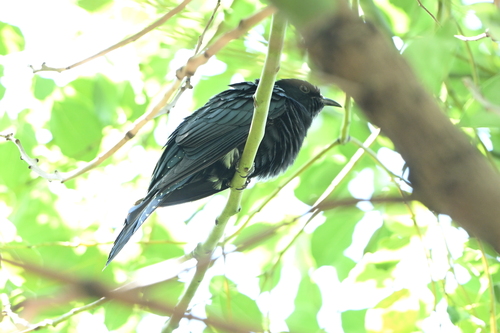 Surniculus lugubris observed 2026-10-06